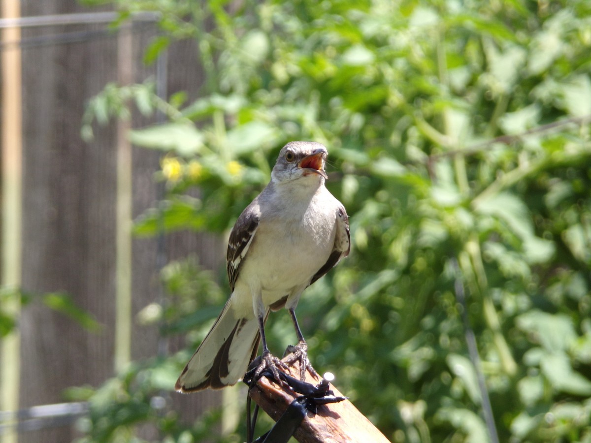 Northern Mockingbird - ML620707417