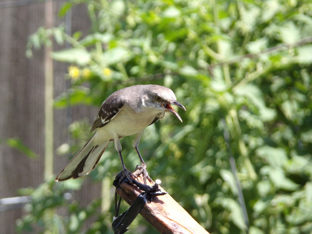 Northern Mockingbird - ML620707418