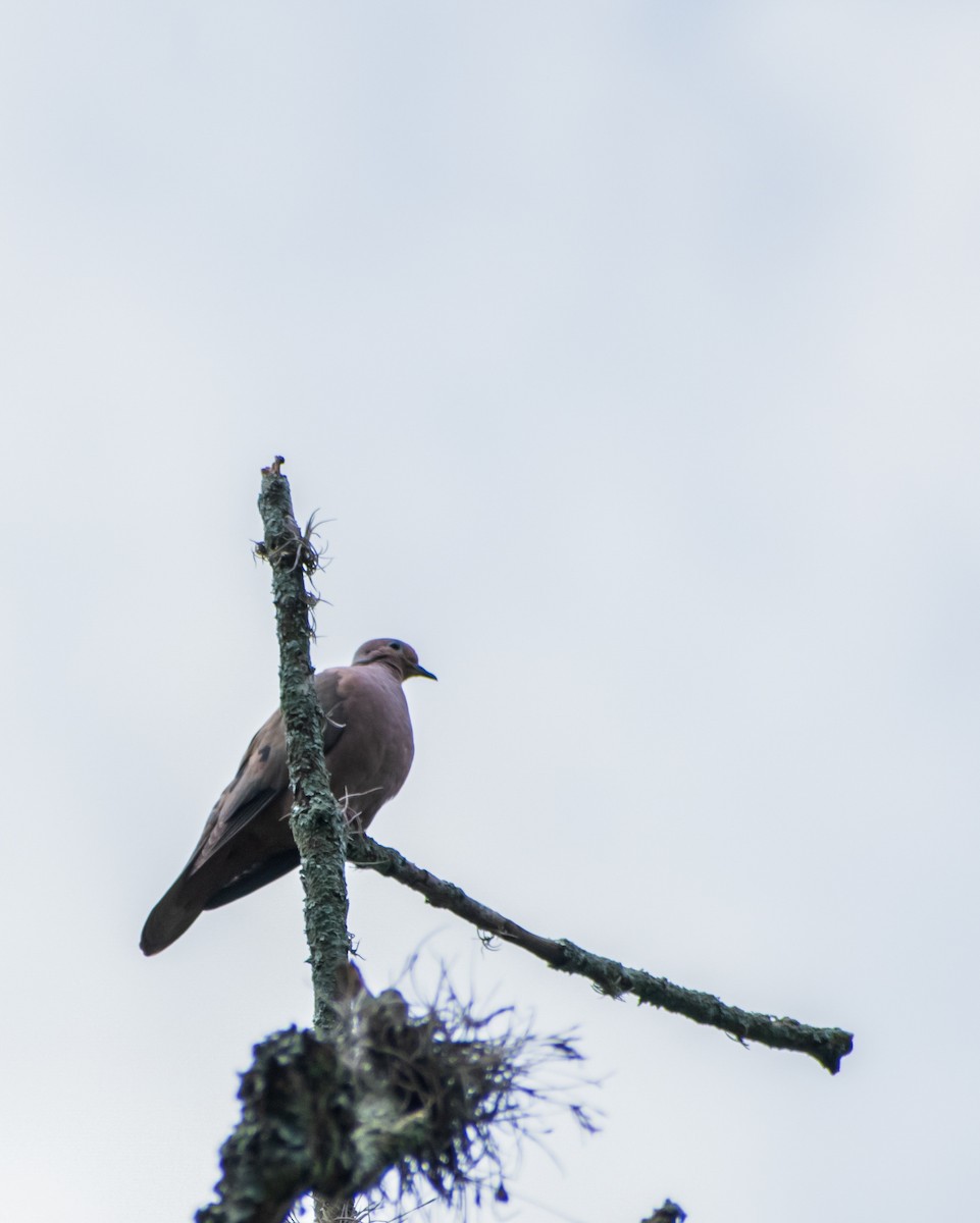 White-tipped Dove - Jefferson Paya Barbosa