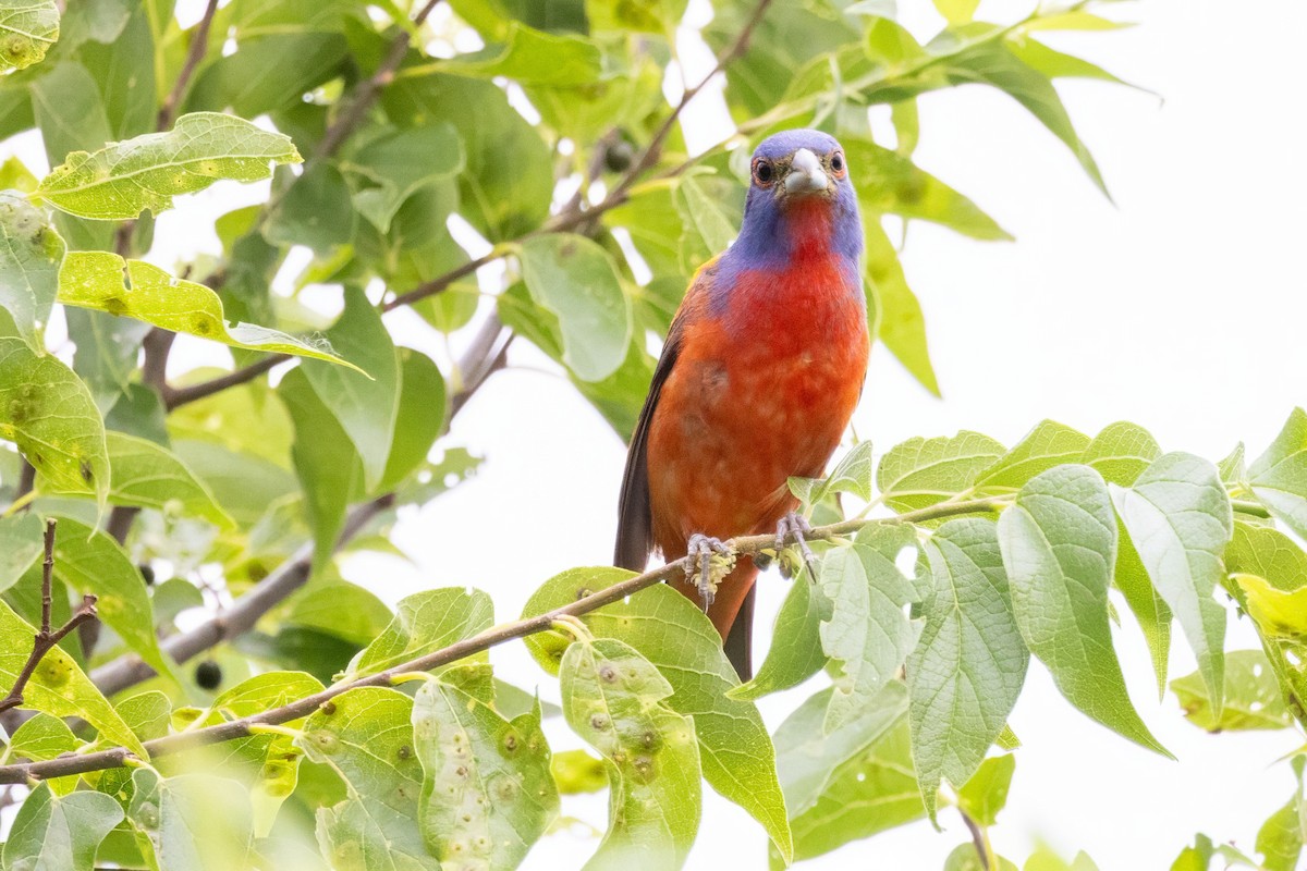 Painted Bunting - Sandy & Bob Sipe