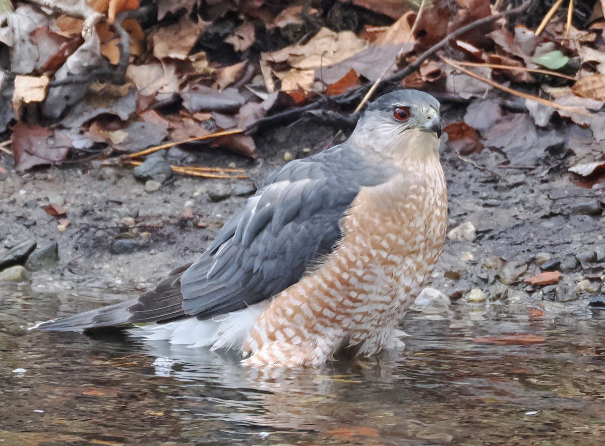 Cooper's Hawk - ML620707421