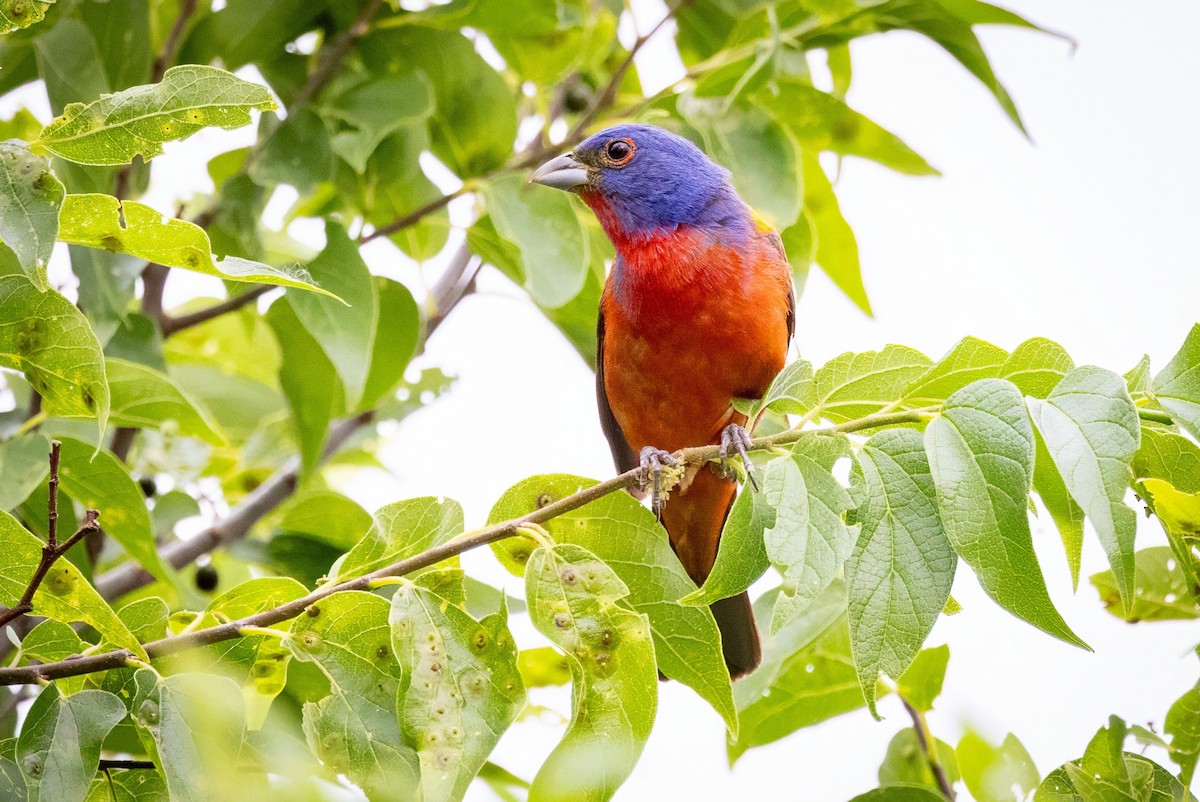 Painted Bunting - ML620707424