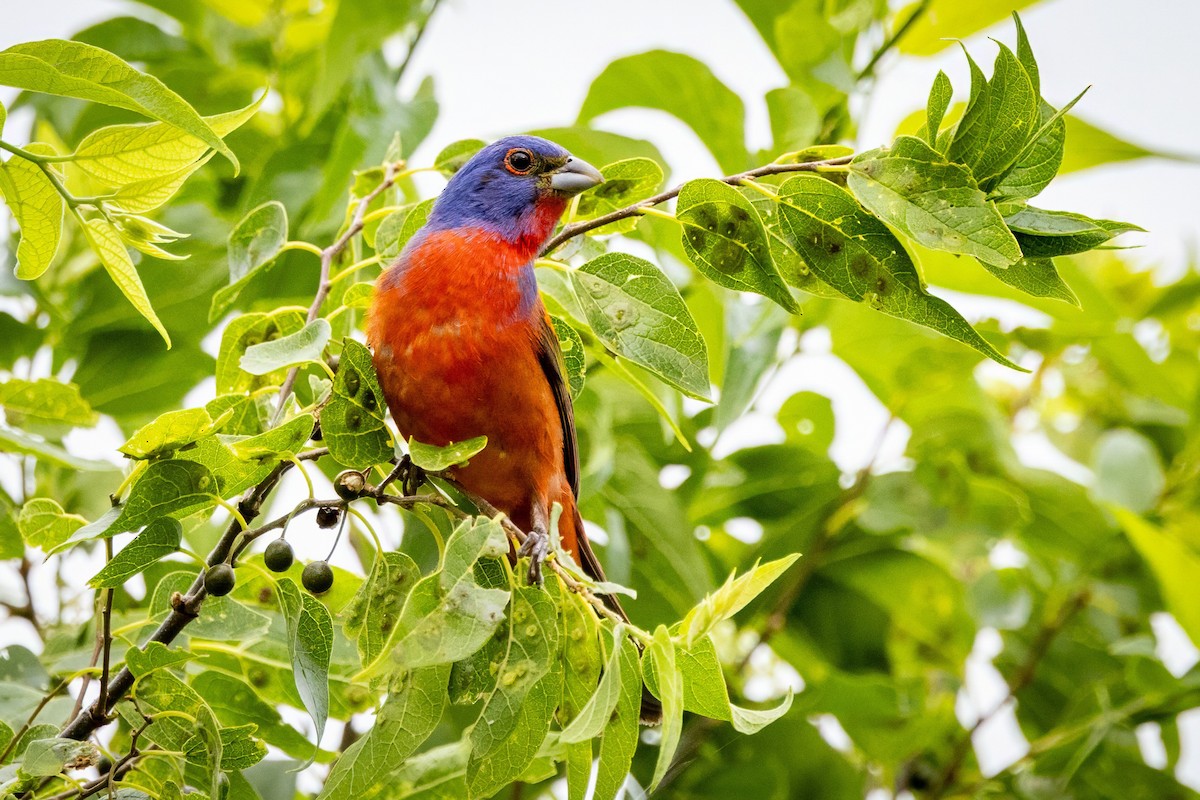 Painted Bunting - ML620707425