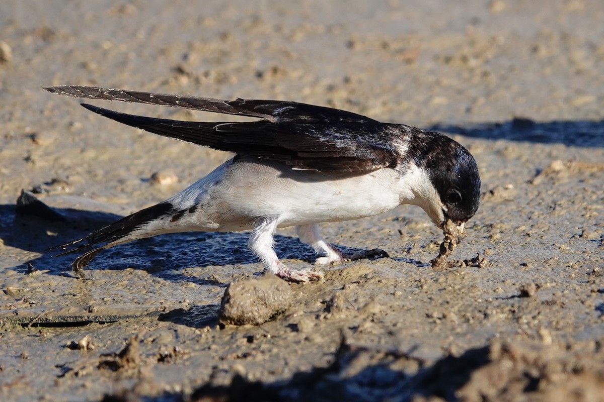 Western House-Martin - ML620707427