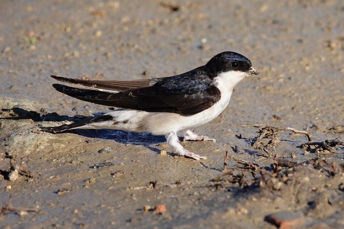 Western House-Martin - ML620707428