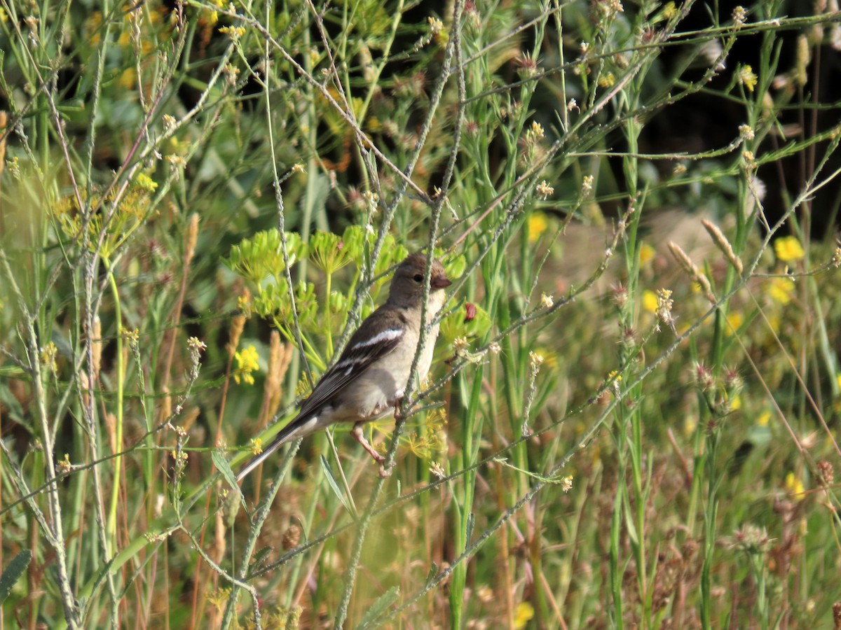 פרוש מצוי - ML620707431