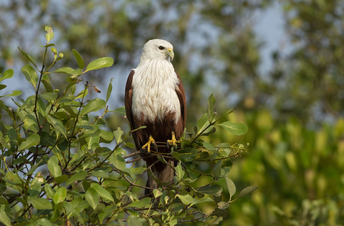 Brahminy Kite - ML620707432