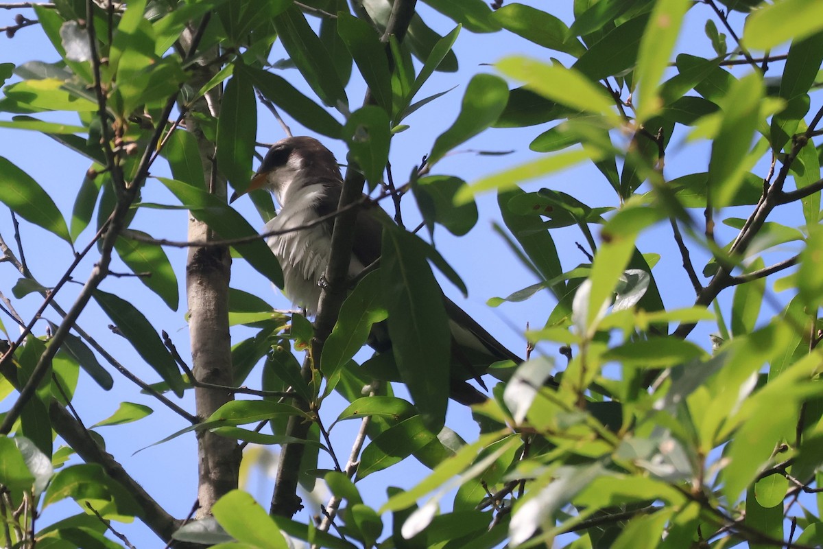 Yellow-billed Cuckoo - ML620707437