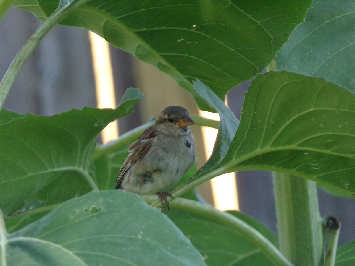 House Sparrow - ML620707440