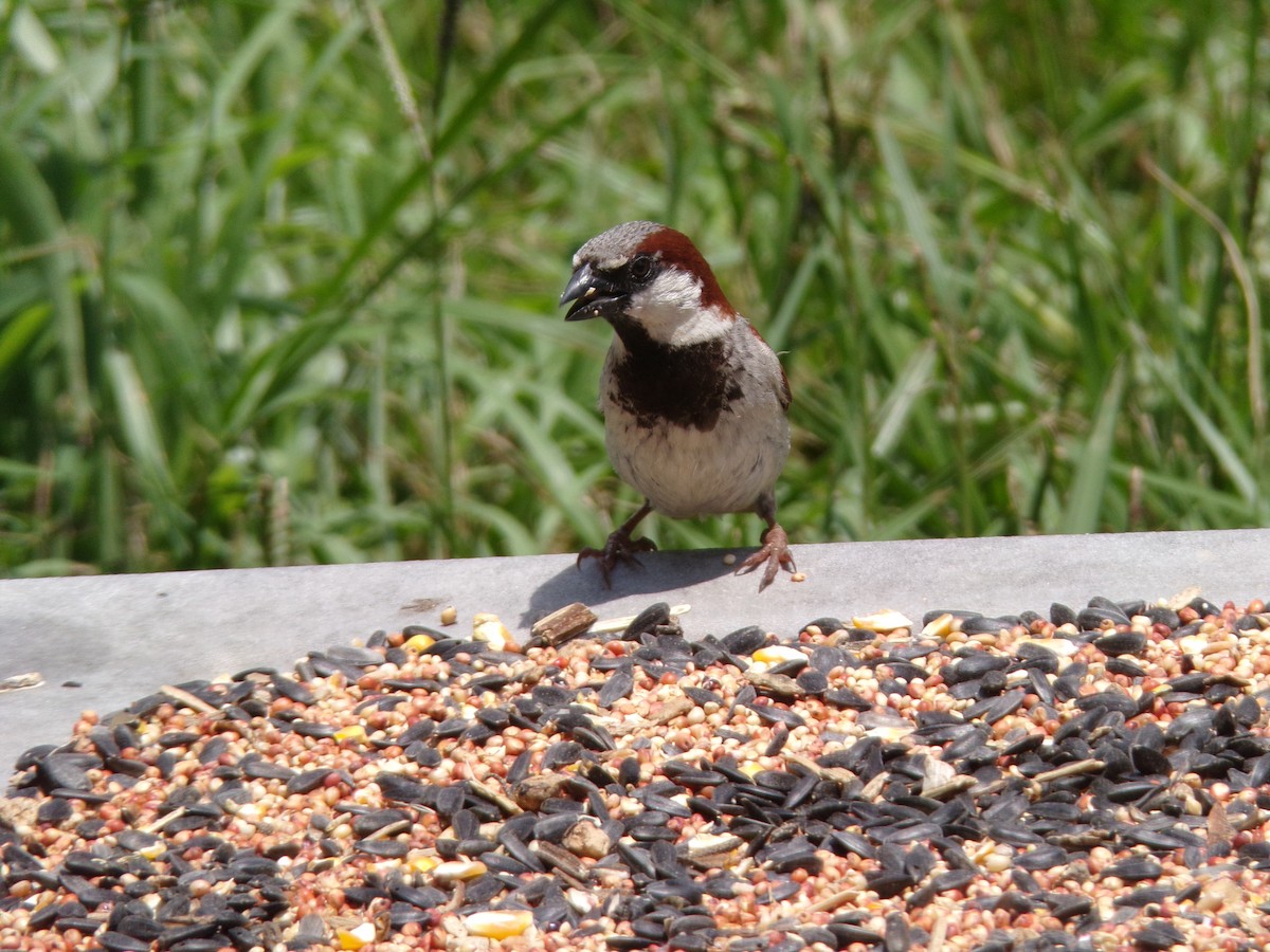 House Sparrow - ML620707441