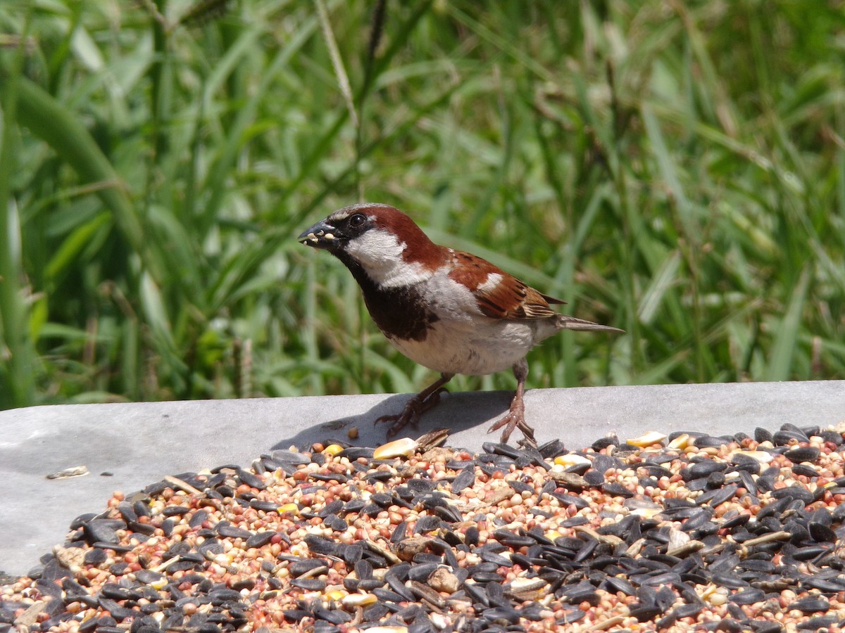 House Sparrow - ML620707442