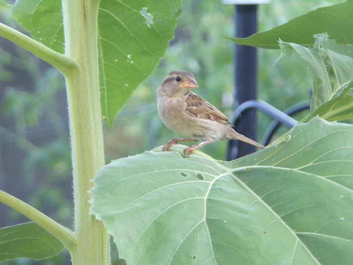 House Sparrow - ML620707445