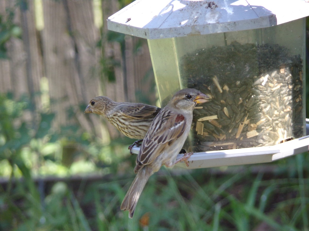 House Sparrow - ML620707446