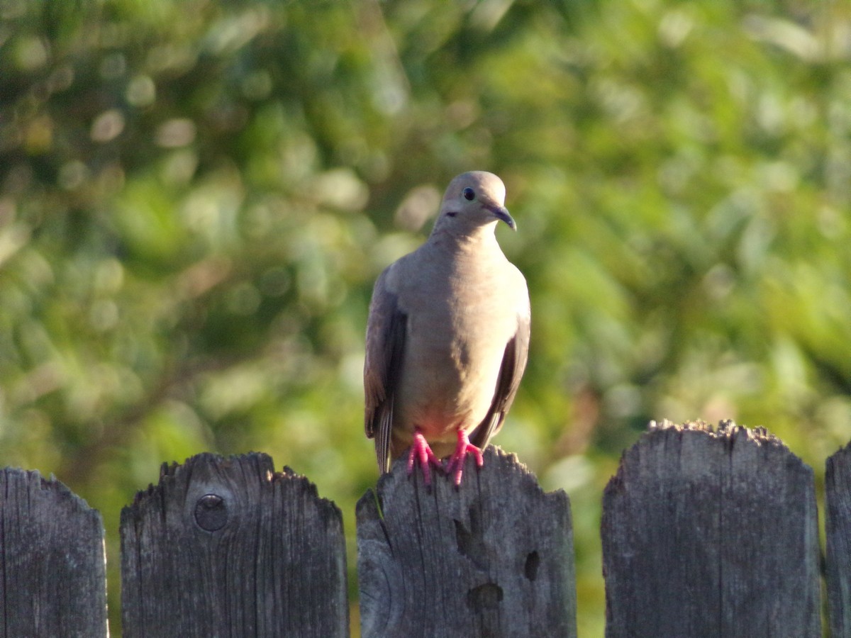 Mourning Dove - Texas Bird Family