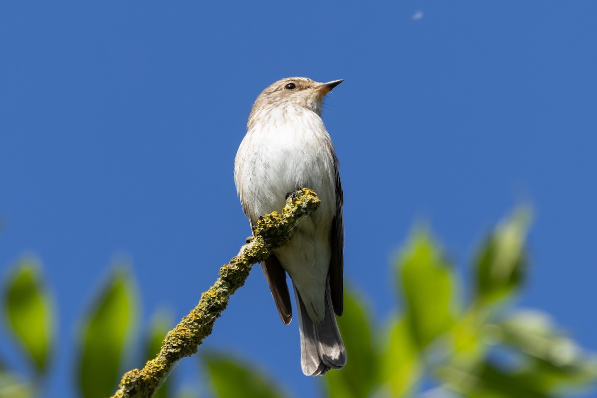 Spotted Flycatcher - ML620707462