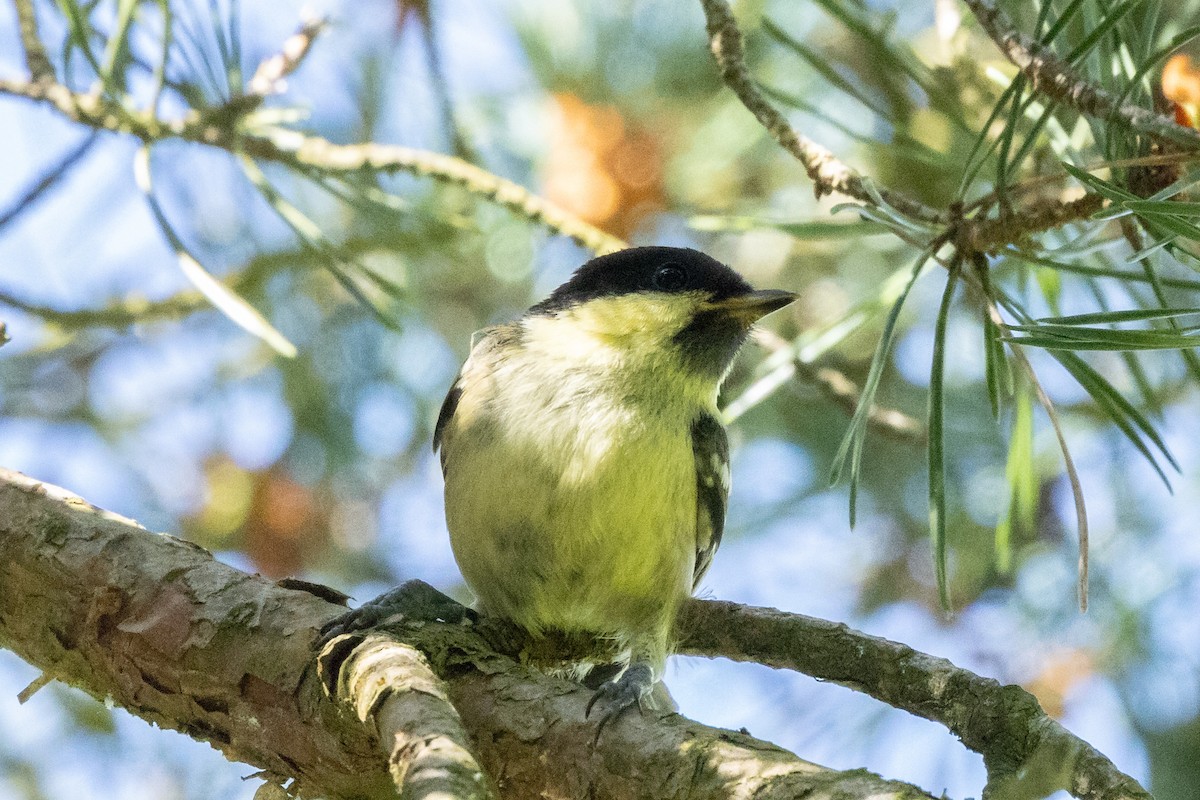 Coal Tit - ML620707469