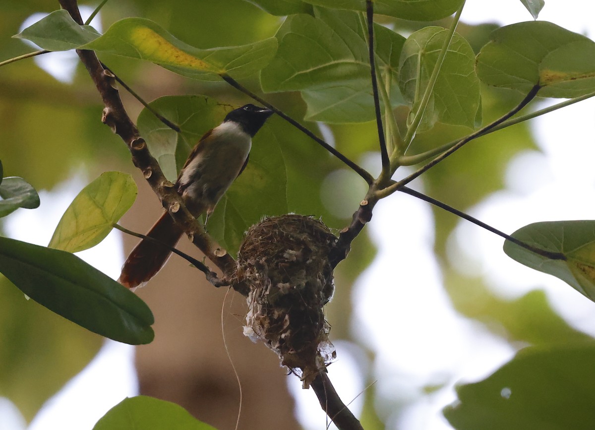 Seychelles Paradise-Flycatcher - Nikos Mavris