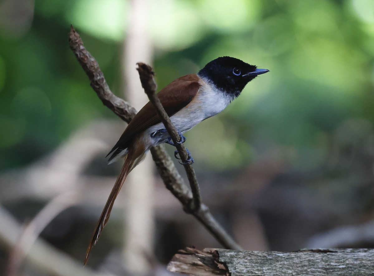 Seychelles Paradise-Flycatcher - ML620707478