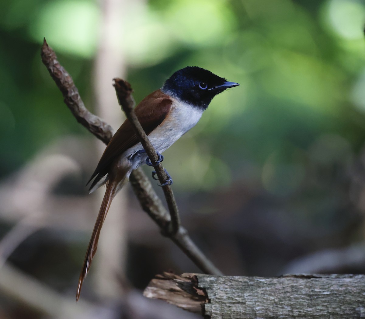 Seychelles Paradise-Flycatcher - ML620707479