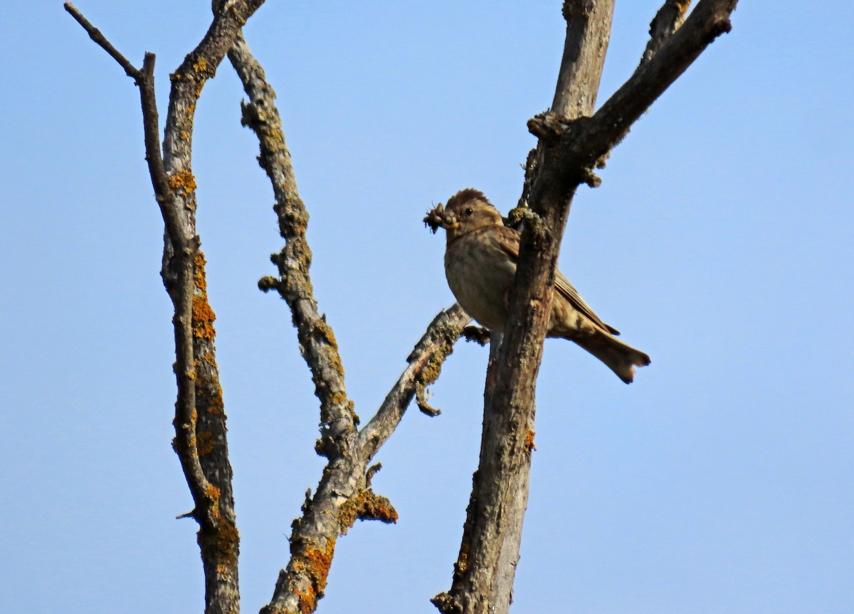 Rock Sparrow - Francisco Javier Calvo lesmes