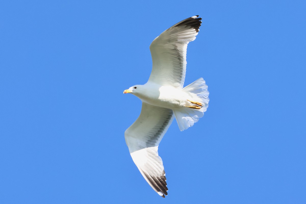 Gaviota Armenia - ML620707491