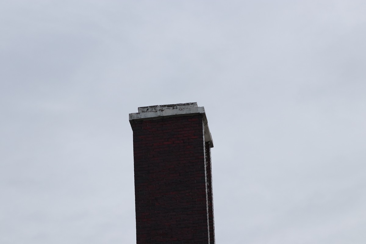 Chimney Swift - Marco Bouchard