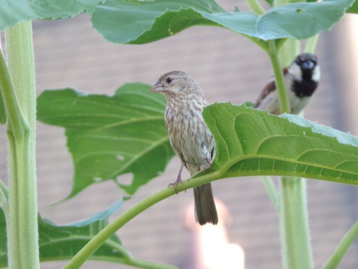 House Finch - ML620707502