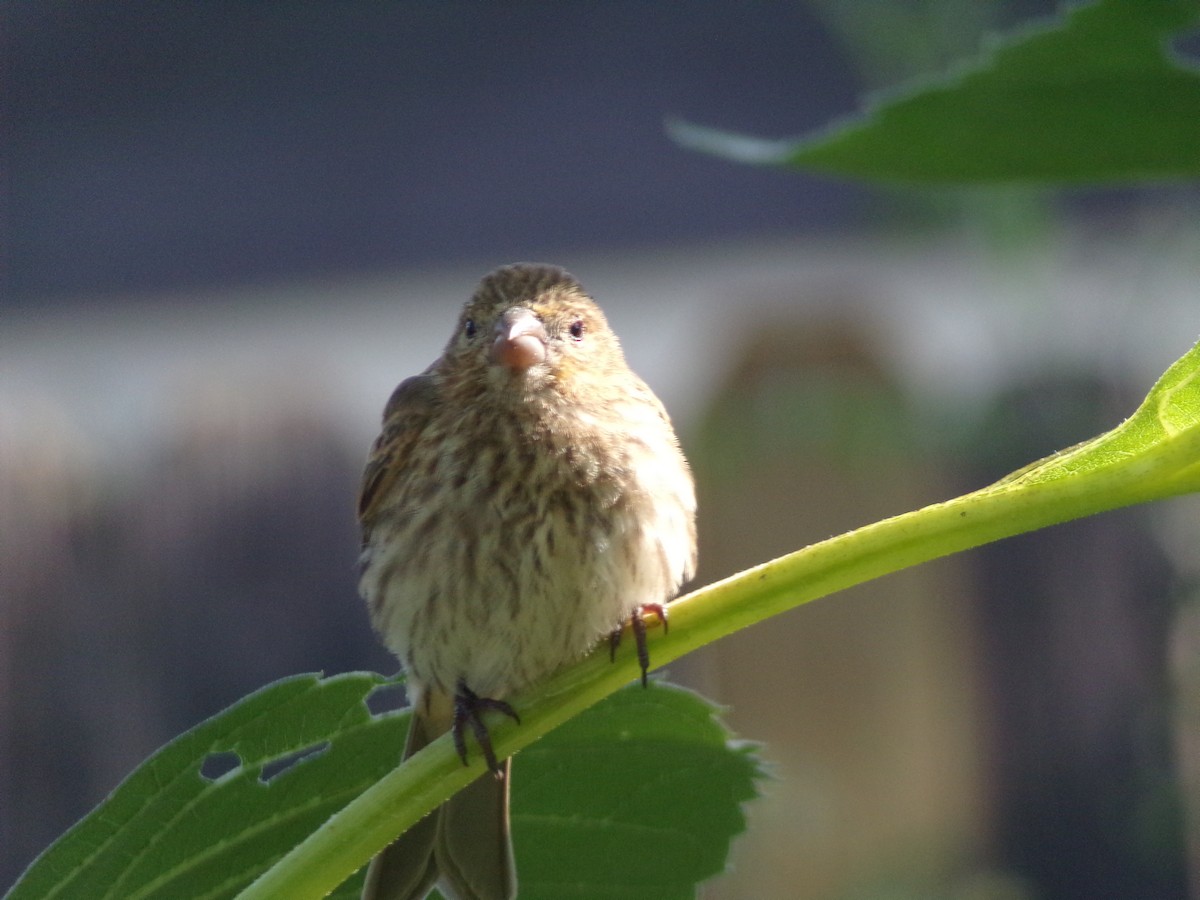 House Finch - Texas Bird Family