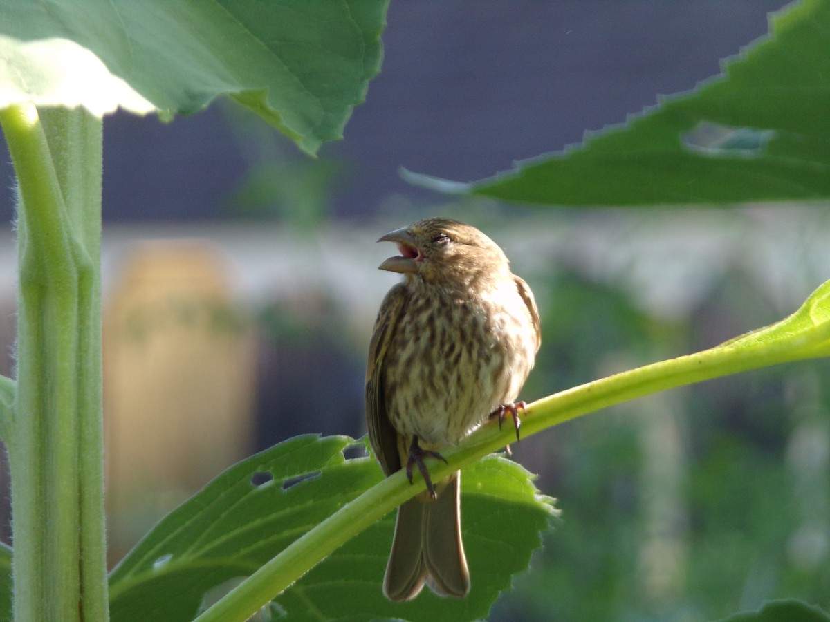 House Finch - ML620707508