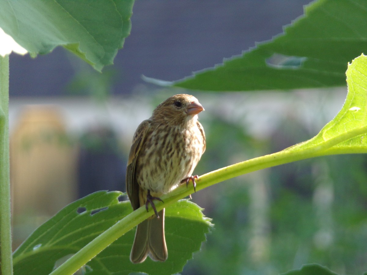 House Finch - ML620707509