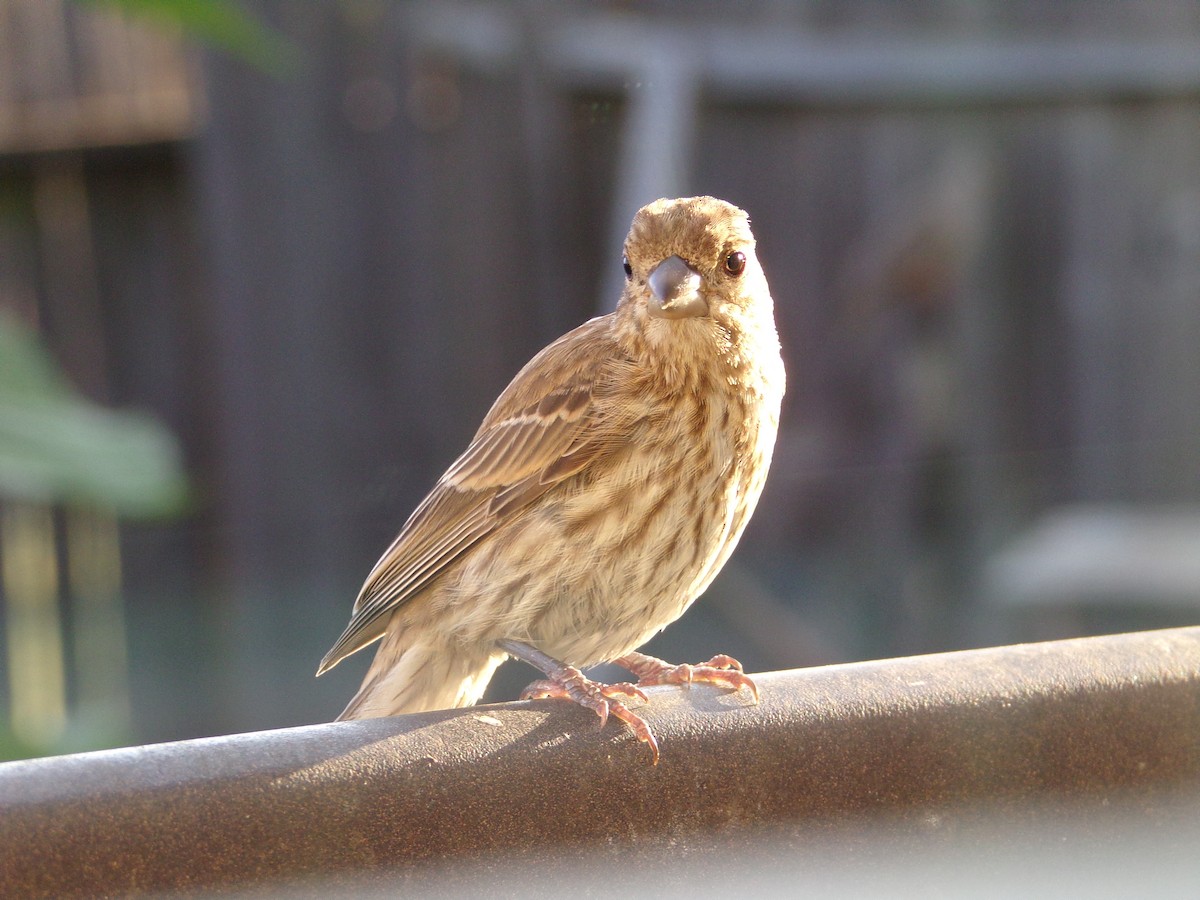 House Finch - ML620707513