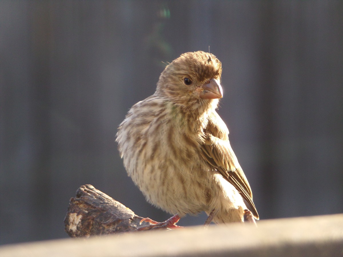 House Finch - ML620707516