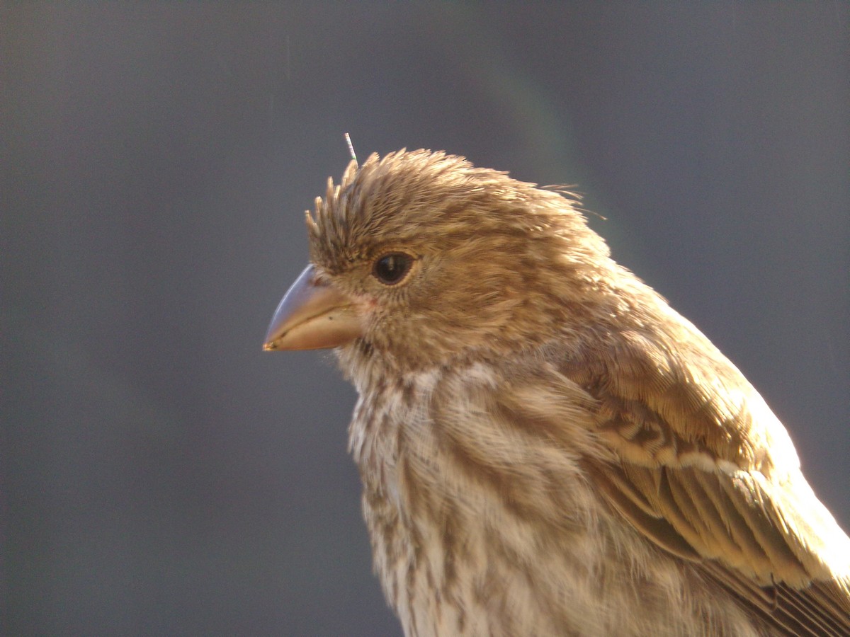 House Finch - ML620707517