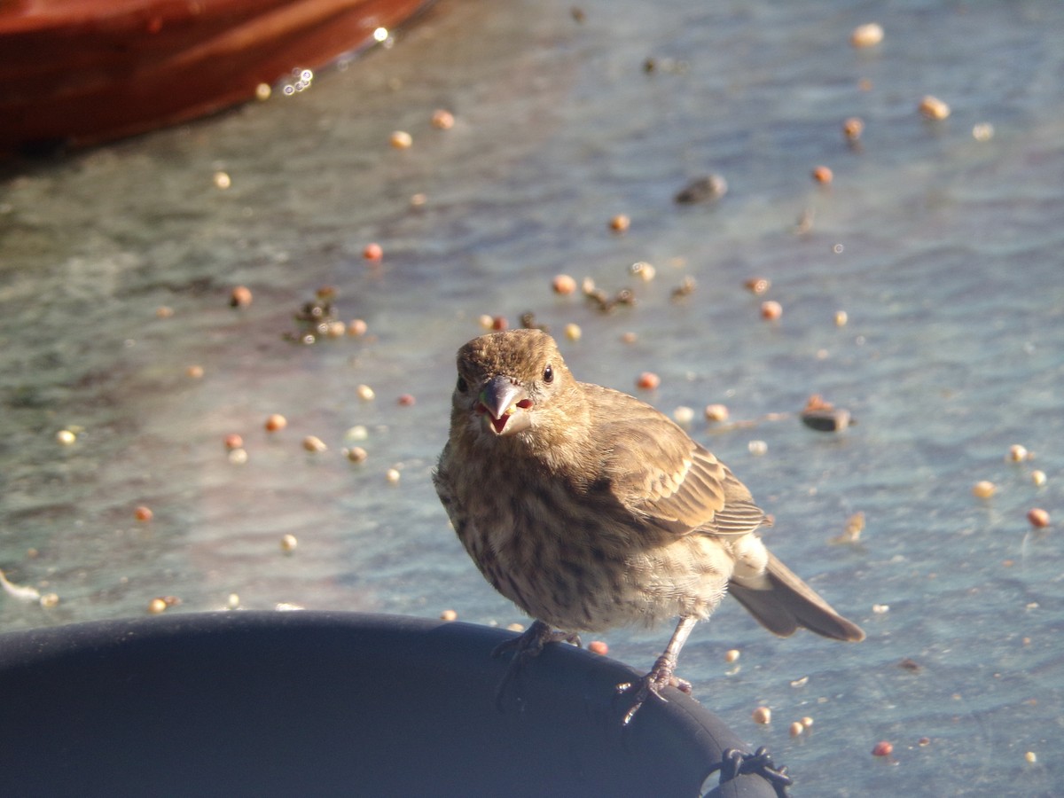 House Finch - ML620707518