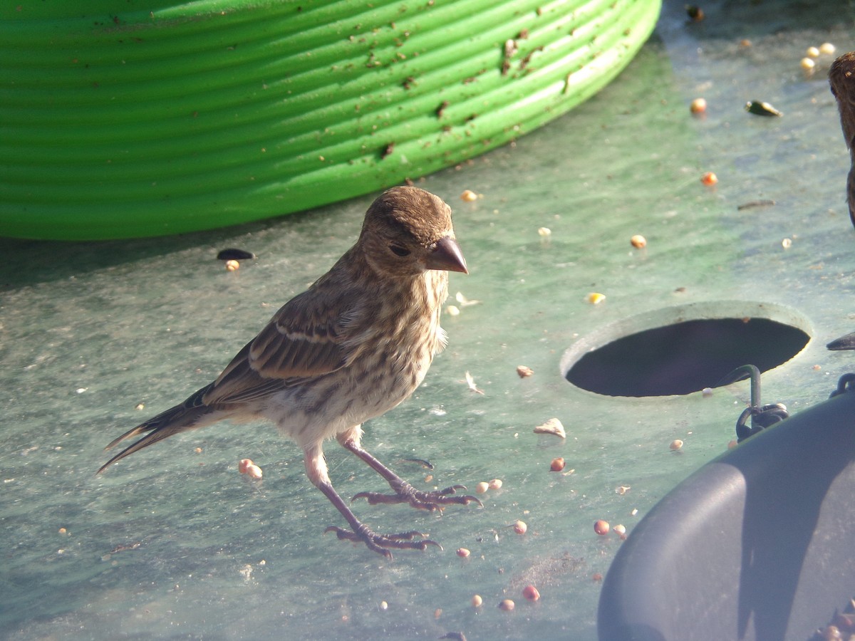 House Finch - ML620707519