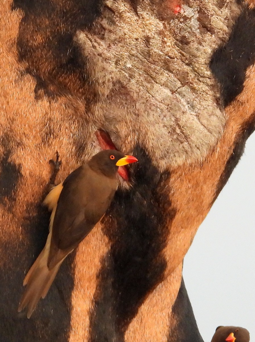 Yellow-billed Oxpecker - ML620707521