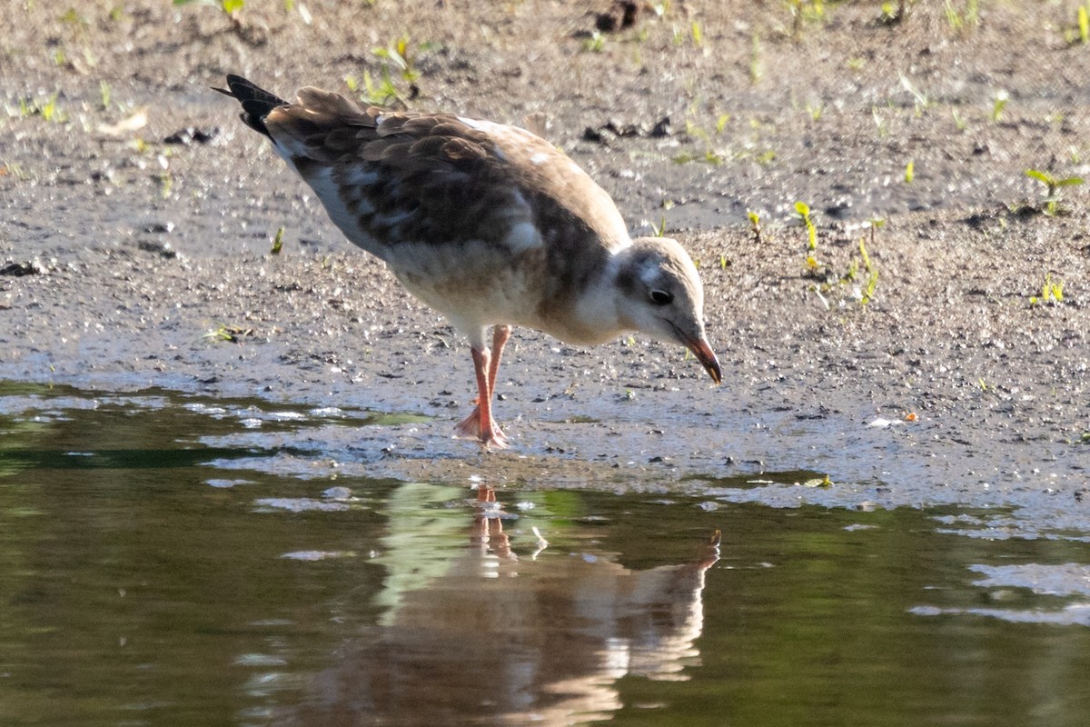 Gaviota Reidora - ML620707524