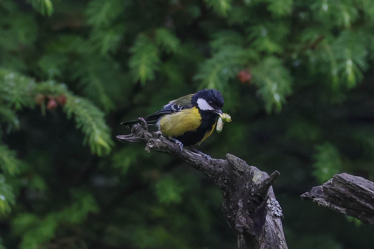 Green-backed Tit - ML620707525