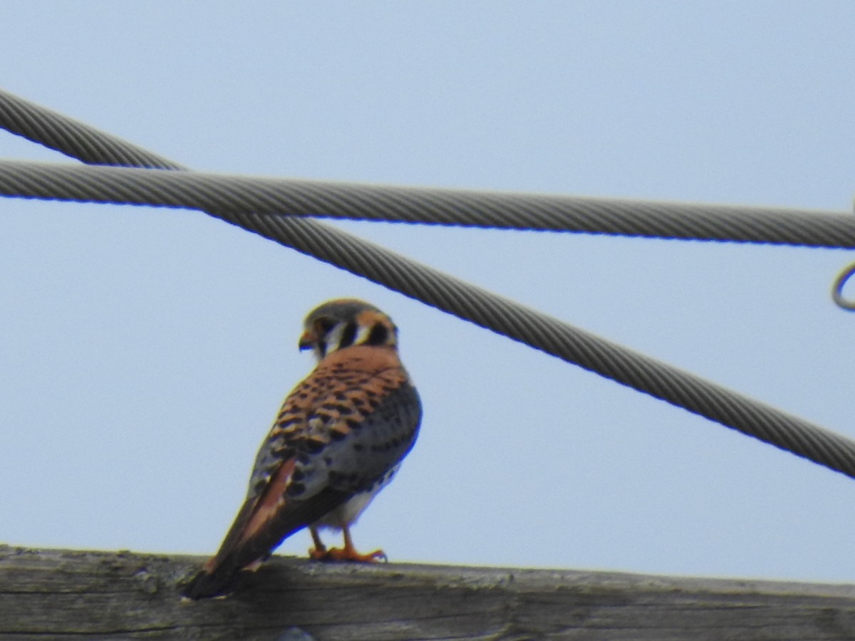 American Kestrel - ML620707528