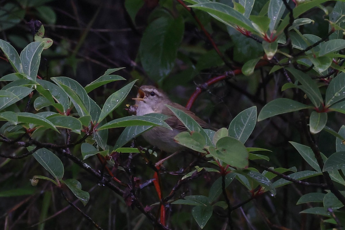 Hume's Bush Warbler - ML620707530