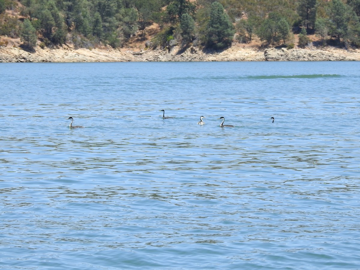 Western Grebe - ML620707532