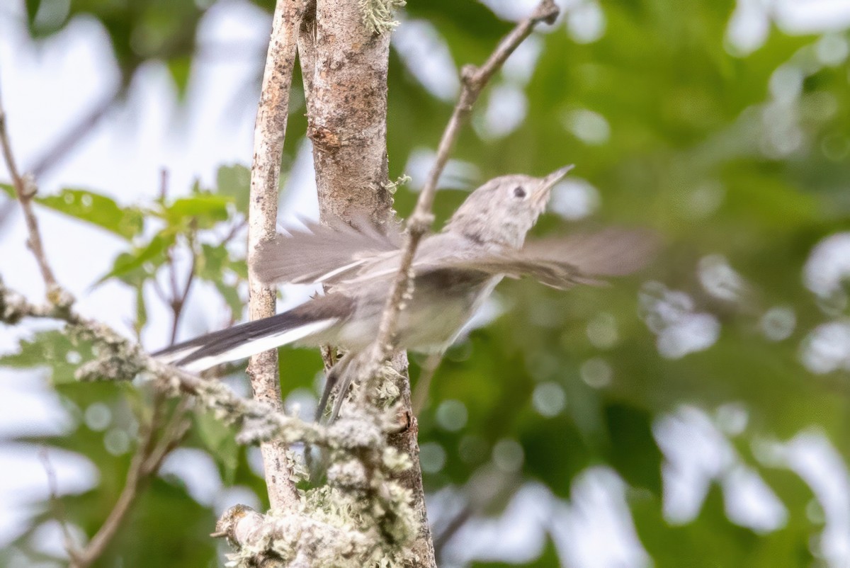 Blue-gray Gnatcatcher - ML620707535