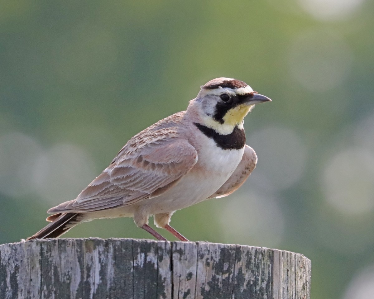 Horned Lark - ML620707539