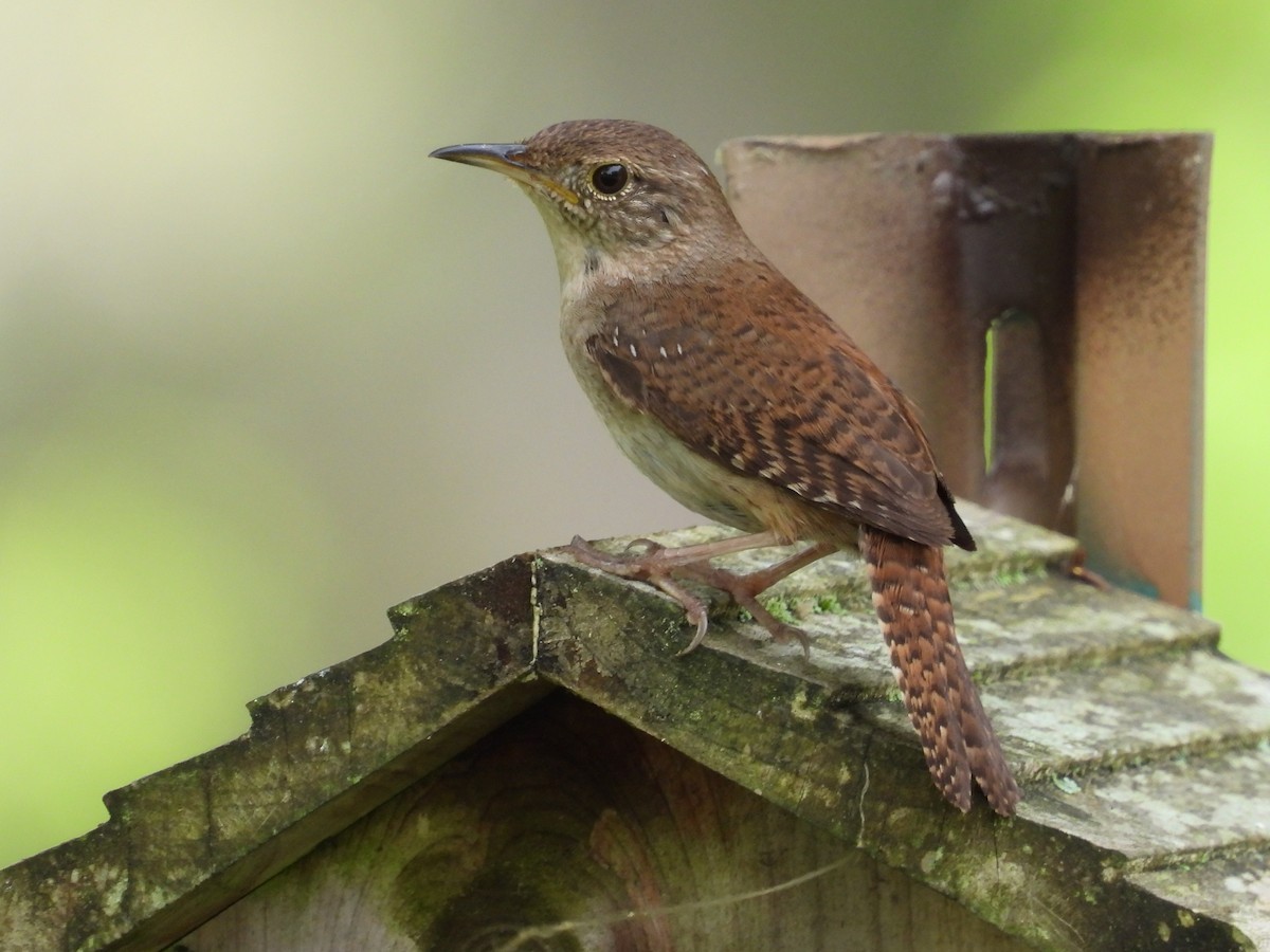 House Wren - ML620707546