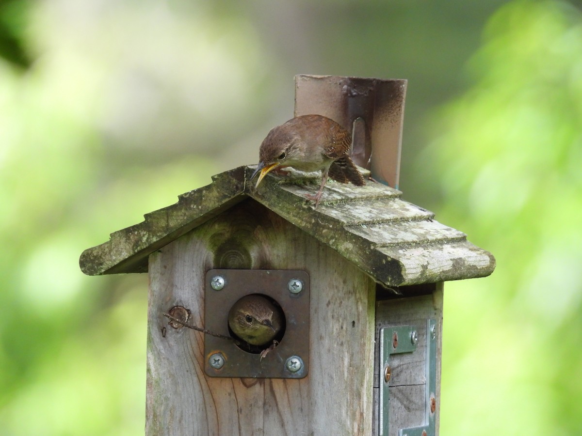 House Wren - ML620707553