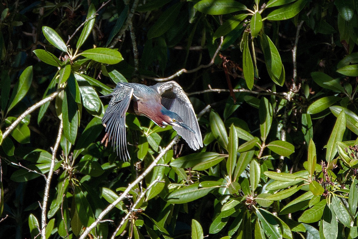 Green Heron - John Frazier