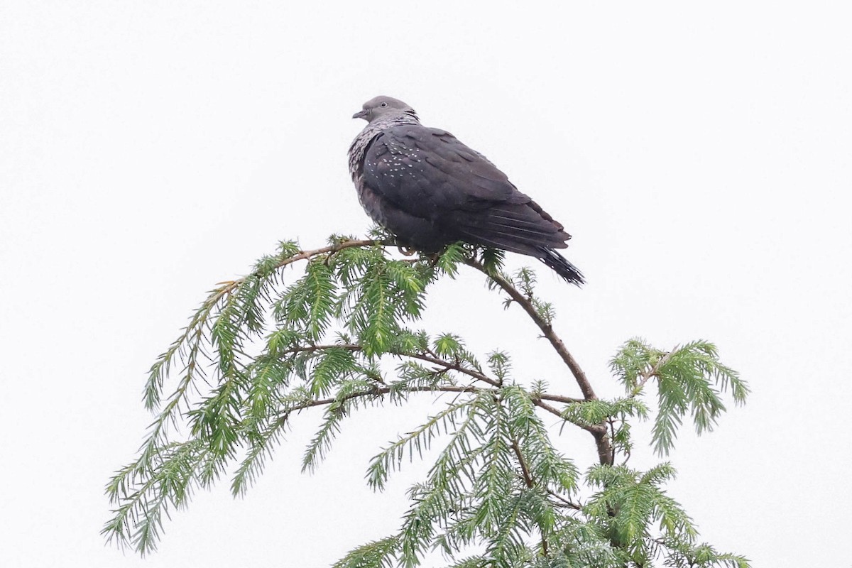 Speckled Wood-Pigeon - ML620707558