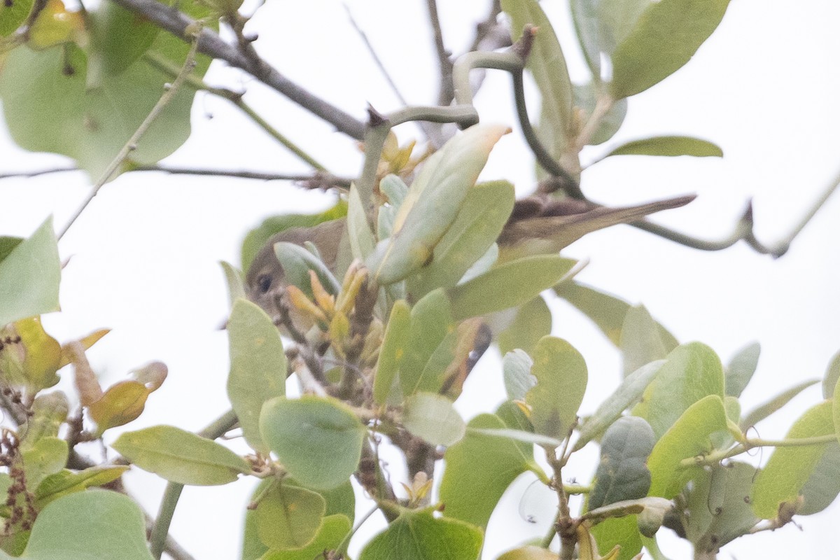 Braunaugenvireo (bellii/medius) - ML620707563