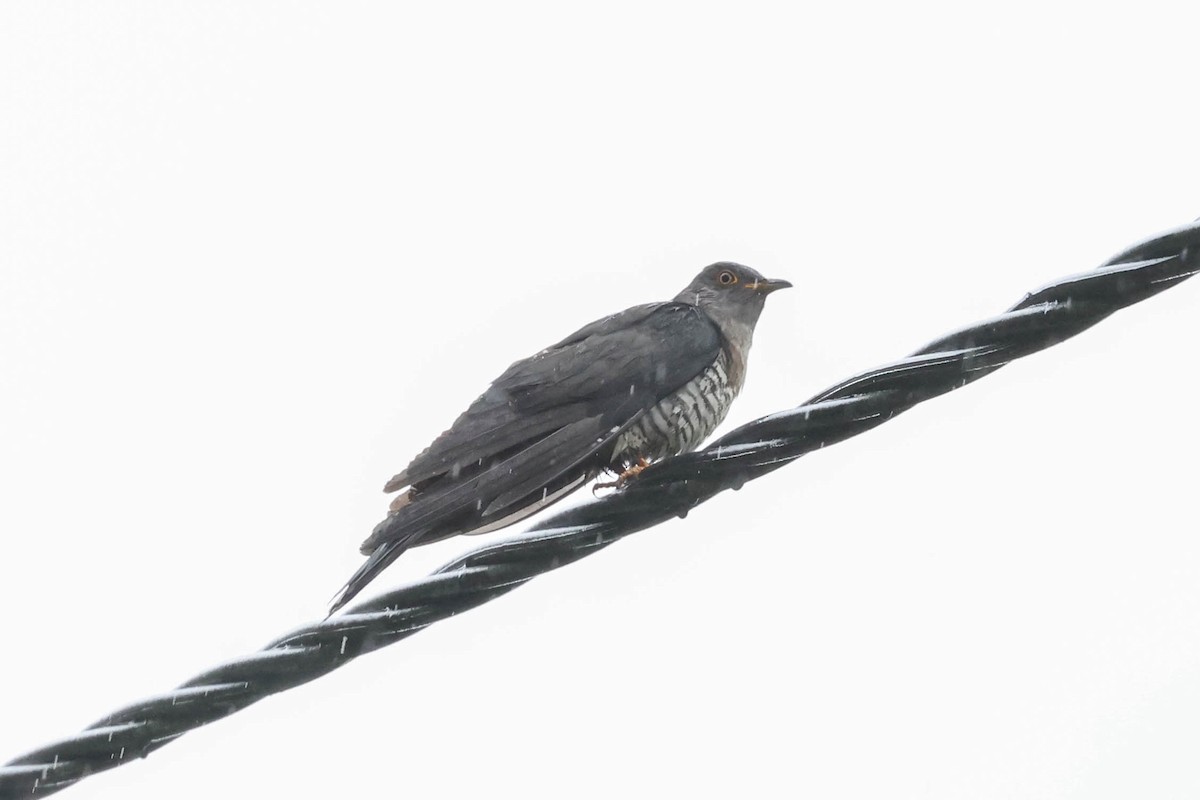 Common Cuckoo - Allison Miller