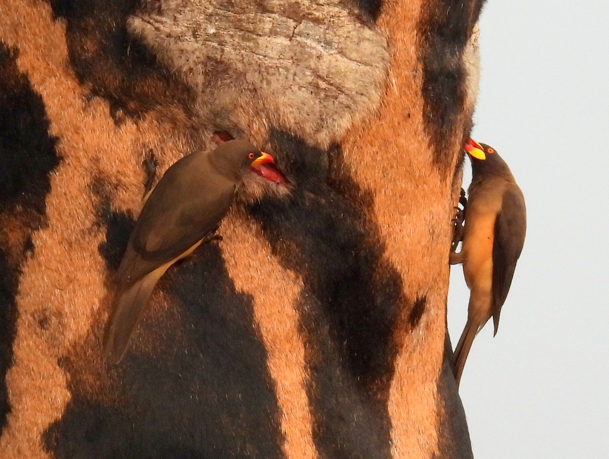 Yellow-billed Oxpecker - ML620707571